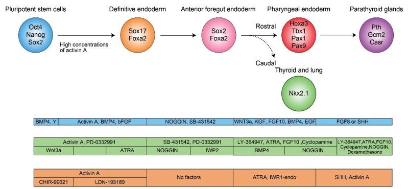 https://cdn.ncbi.nlm.nih.gov/pmc/blobs/1ea1/11375298/9faabc1dae21/enm-2024-1989f1.jpg