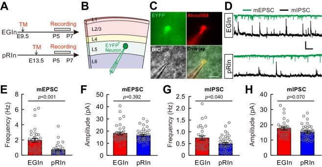 https://cdn.ncbi.nlm.nih.gov/pmc/blobs/1ea1/6533056/39d00c73836d/elife-44649-fig3.jpg