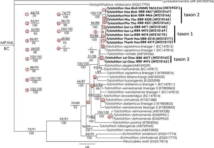 https://cdn.ncbi.nlm.nih.gov/pmc/blobs/1ea2/7256073/5e7d6d742530/zookeys-935-121-g004.jpg