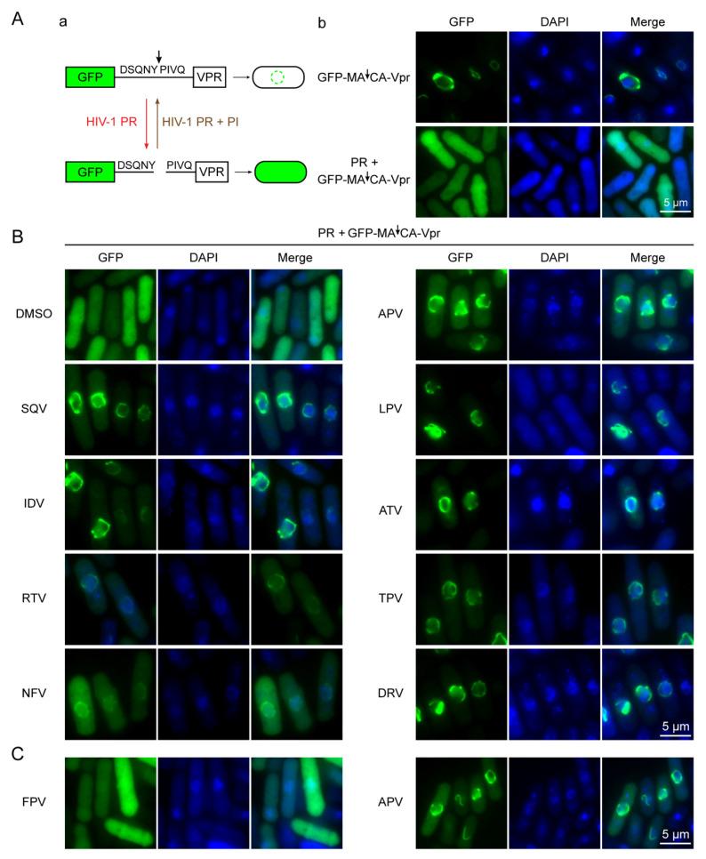 https://cdn.ncbi.nlm.nih.gov/pmc/blobs/1ea2/8308830/32da60acfd69/pathogens-10-00804-g004.jpg
