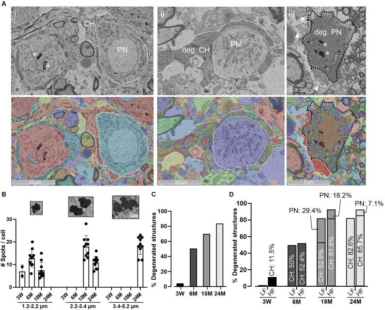 https://cdn.ncbi.nlm.nih.gov/pmc/blobs/1ea2/9799098/7a31518a8ab8/fncel-16-1070438-g0006.jpg