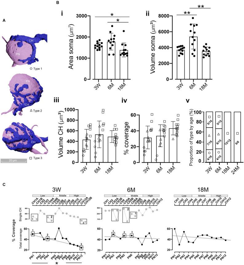 https://cdn.ncbi.nlm.nih.gov/pmc/blobs/1ea2/9799098/d6c8a8d3bd5a/fncel-16-1070438-g0004.jpg