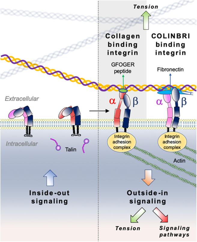 https://cdn.ncbi.nlm.nih.gov/pmc/blobs/1ea4/7461916/4adcfb470eec/fonc-10-01488-g0006.jpg