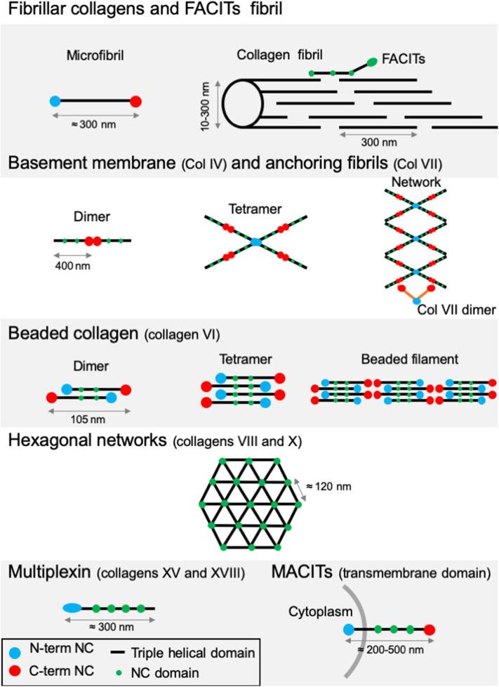 https://cdn.ncbi.nlm.nih.gov/pmc/blobs/1ea4/7461916/cc801b0ccb28/fonc-10-01488-g0003.jpg