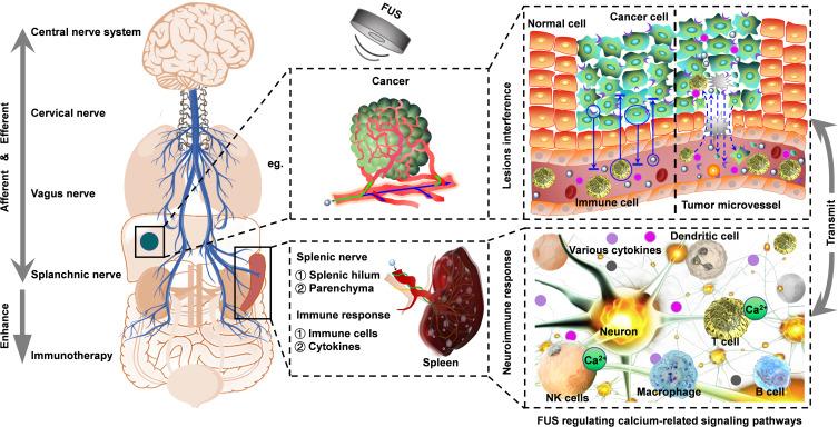 https://cdn.ncbi.nlm.nih.gov/pmc/blobs/1eaa/12393091/a909f3d9932b/ITT-14-901-g0001.jpg