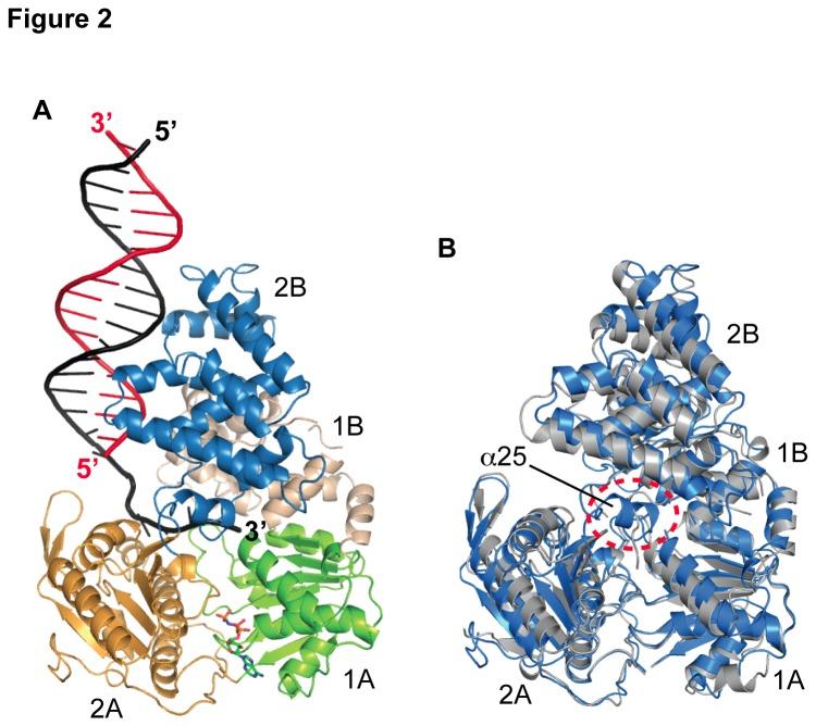 https://cdn.ncbi.nlm.nih.gov/pmc/blobs/1eaa/3797037/5776761d10d3/pone.0077364.g002.jpg