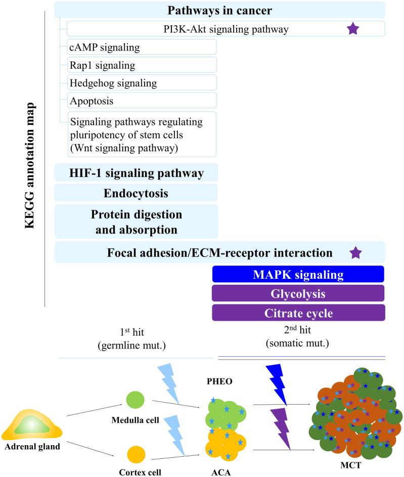 https://cdn.ncbi.nlm.nih.gov/pmc/blobs/1eb0/7240194/e7108cf5b6f1/gr5.jpg