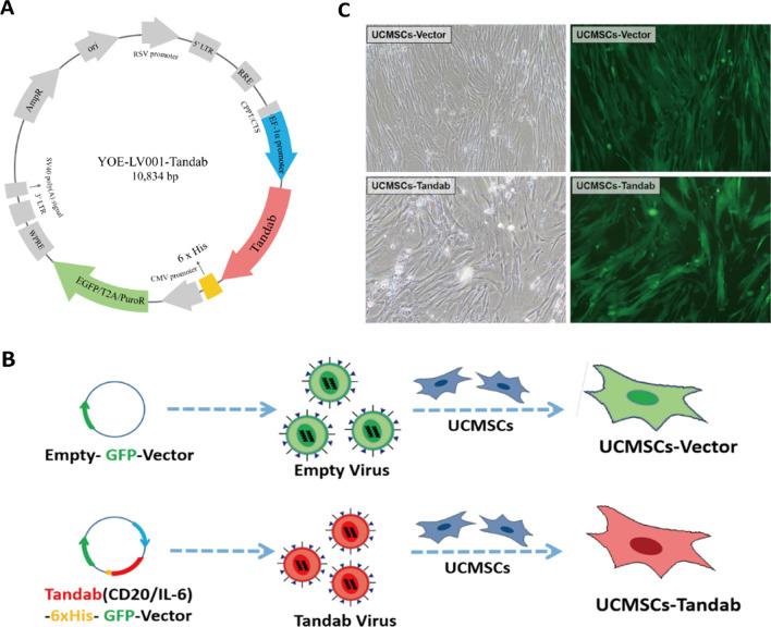 https://cdn.ncbi.nlm.nih.gov/pmc/blobs/1eb1/9476312/91a00187ba41/13287_2022_3169_Fig1_HTML.jpg