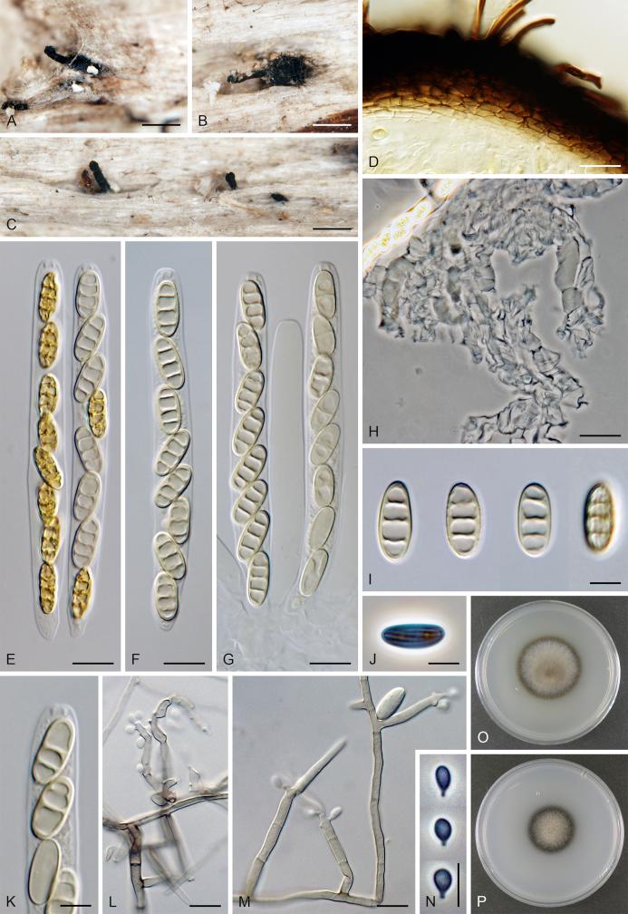 https://cdn.ncbi.nlm.nih.gov/pmc/blobs/1eb2/5773705/aed7ba5a6b0a/gr16.jpg