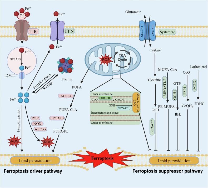 https://cdn.ncbi.nlm.nih.gov/pmc/blobs/1eb5/12238284/cec1a5cb7f91/41420_2025_2606_Fig1_HTML.jpg