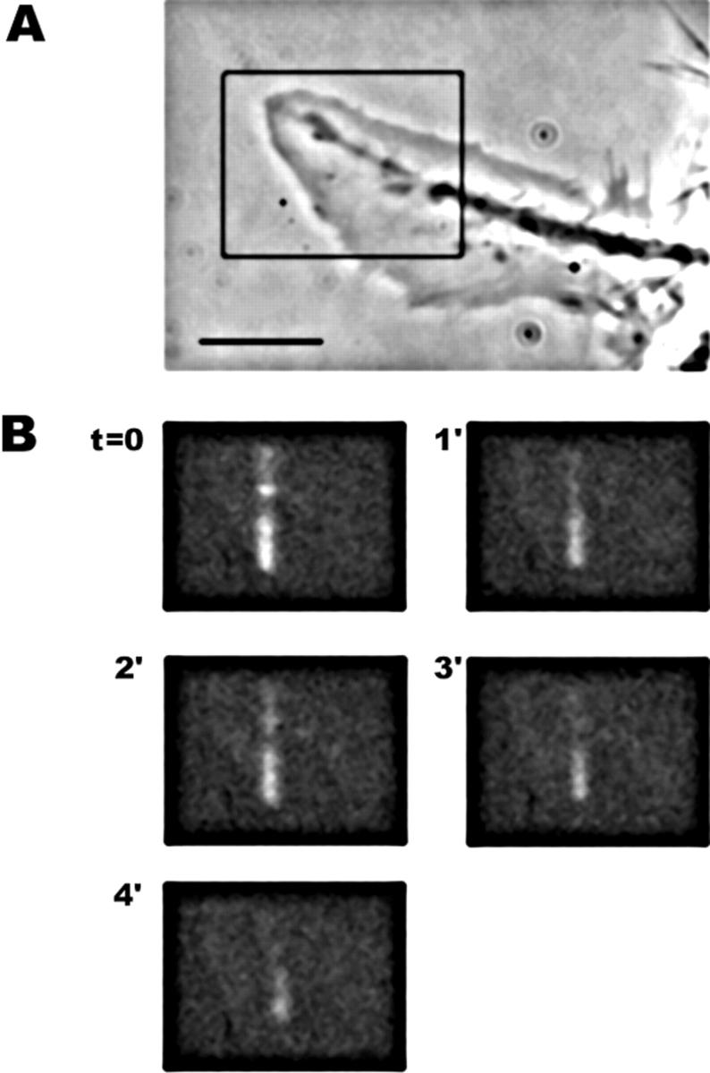 https://cdn.ncbi.nlm.nih.gov/pmc/blobs/1eb5/2169471/332b1783e951/JCB9904028.f7.jpg