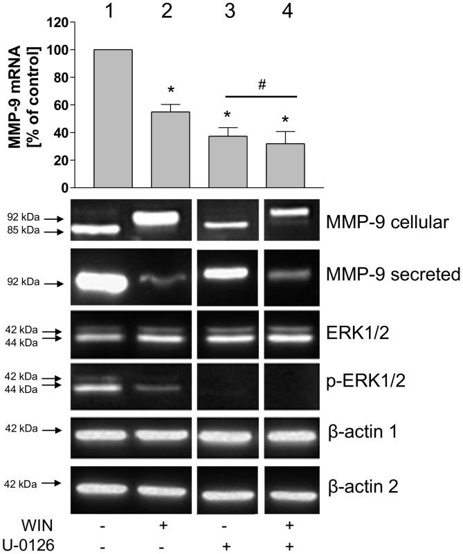 https://cdn.ncbi.nlm.nih.gov/pmc/blobs/1ebe/3491062/e295999804c6/pone.0048272.g008.jpg