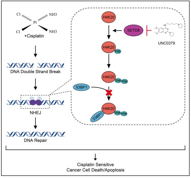 https://cdn.ncbi.nlm.nih.gov/pmc/blobs/1ebf/10262521/ecabc64b144d/13578_2023_1054_Fig7_HTML.jpg