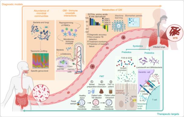 https://cdn.ncbi.nlm.nih.gov/pmc/blobs/1ebf/12371273/5a803f8d1417/IMT2-4-e70054-g011.jpg