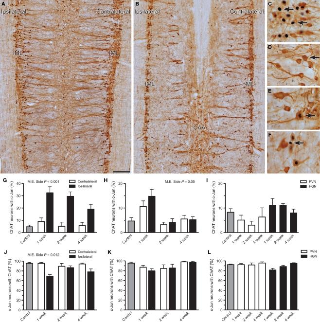 https://cdn.ncbi.nlm.nih.gov/pmc/blobs/1ebf/3031092/7889949ff7ab/fnins-05-00006-g002.jpg