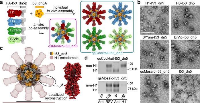 https://cdn.ncbi.nlm.nih.gov/pmc/blobs/1ec5/8269962/1d4dc186259b/nihms-1675113-f0001.jpg