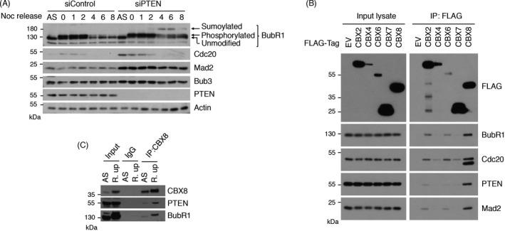 https://cdn.ncbi.nlm.nih.gov/pmc/blobs/1eca/8560621/08398def2e50/CPR-54-e13110-g006.jpg