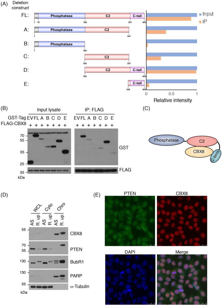 https://cdn.ncbi.nlm.nih.gov/pmc/blobs/1eca/8560621/6469f055753b/CPR-54-e13110-g001.jpg