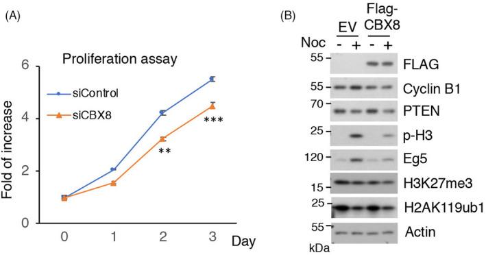 https://cdn.ncbi.nlm.nih.gov/pmc/blobs/1eca/8560621/9c6493870015/CPR-54-e13110-g004.jpg