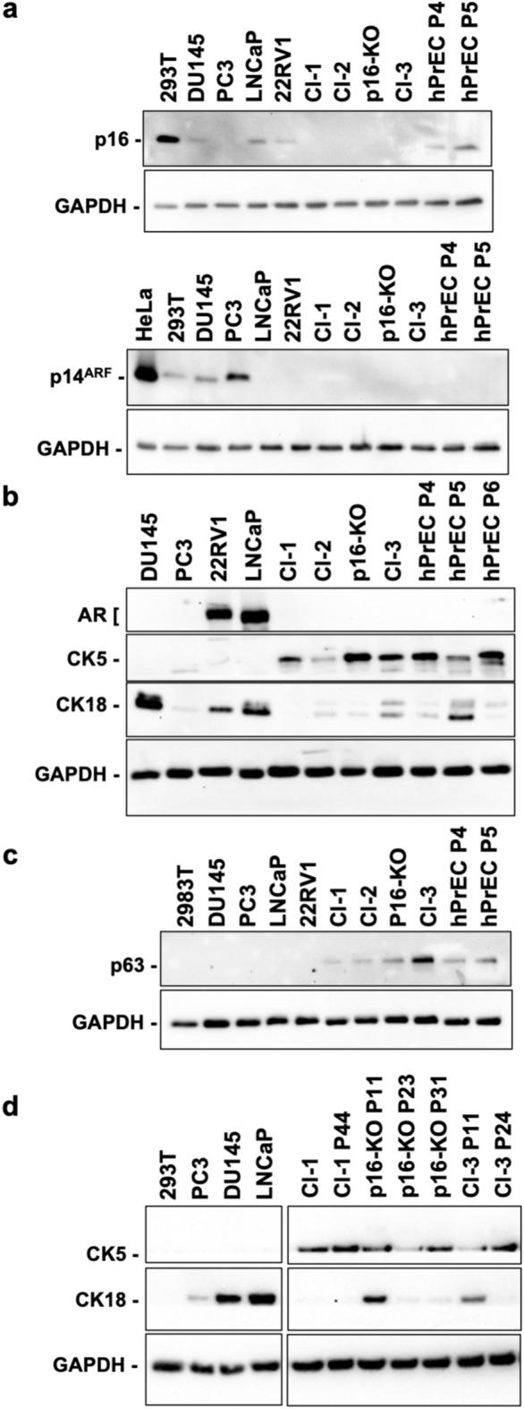 https://cdn.ncbi.nlm.nih.gov/pmc/blobs/1ecb/11369182/46b8b70c8e32/41598_2024_71306_Fig3_HTML.jpg