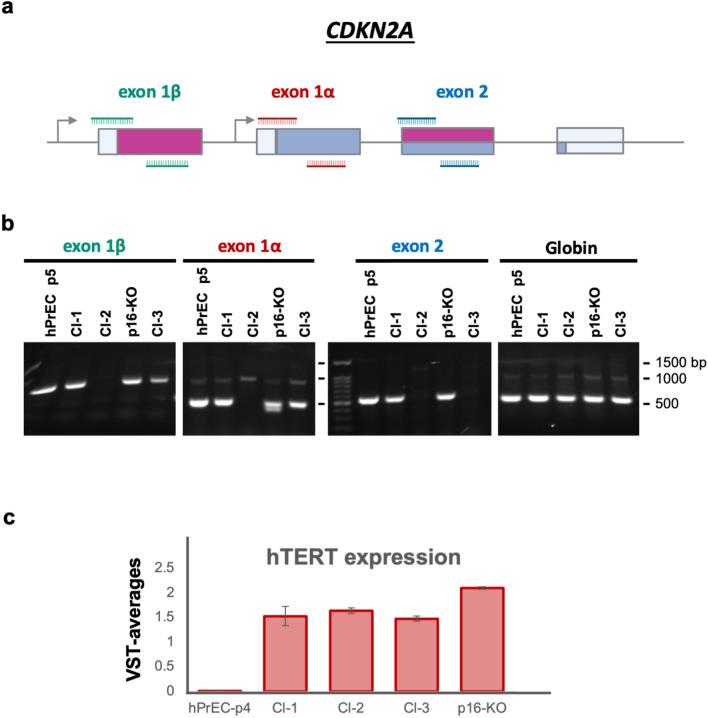 https://cdn.ncbi.nlm.nih.gov/pmc/blobs/1ecb/11369182/67845637ecd9/41598_2024_71306_Fig2_HTML.jpg