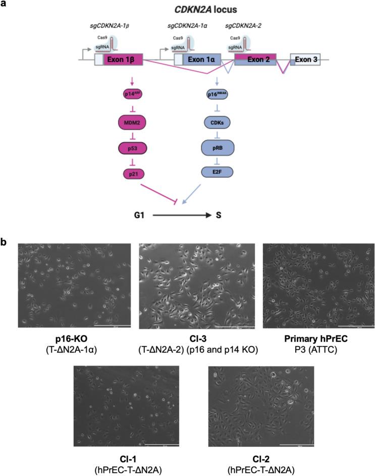 https://cdn.ncbi.nlm.nih.gov/pmc/blobs/1ecb/11369182/6d5de121c5e6/41598_2024_71306_Fig1_HTML.jpg
