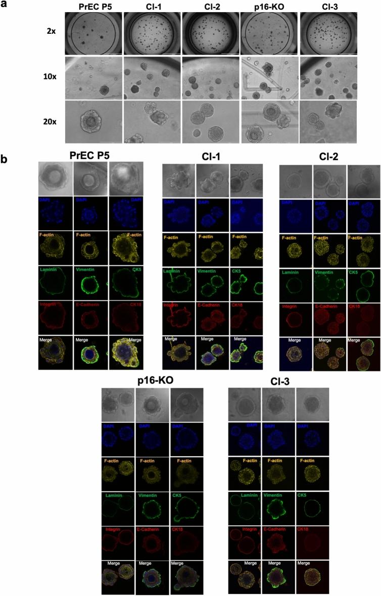 https://cdn.ncbi.nlm.nih.gov/pmc/blobs/1ecb/11369182/fd0cec26bb0d/41598_2024_71306_Fig8_HTML.jpg