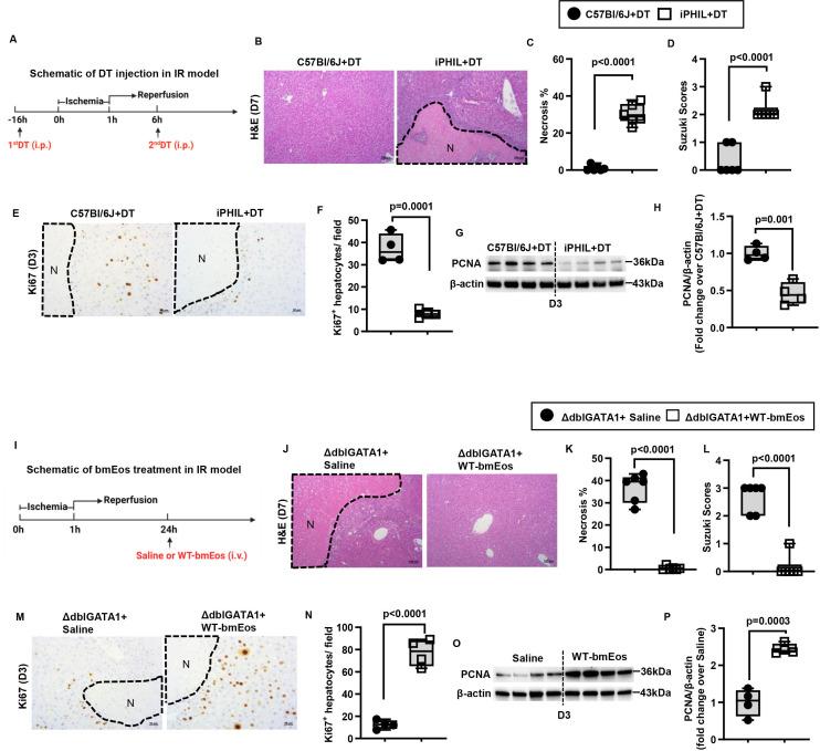 https://cdn.ncbi.nlm.nih.gov/pmc/blobs/1ecd/11347249/1ff20b0b9eec/gutjnl-2024-332033f02.jpg