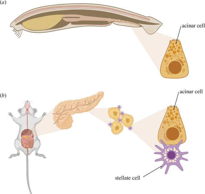 https://cdn.ncbi.nlm.nih.gov/pmc/blobs/1ecd/11583983/c3495b58e669/rsbl.2024.0490.f002.jpg