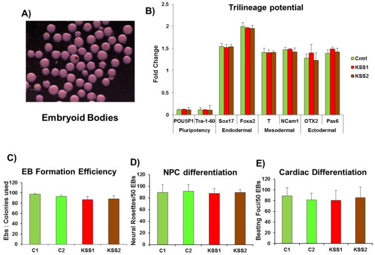 https://cdn.ncbi.nlm.nih.gov/pmc/blobs/1ece/7998189/c3414ff66877/cells-10-00568-g003.jpg