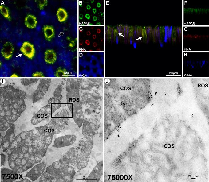 https://cdn.ncbi.nlm.nih.gov/pmc/blobs/1ecf/5108462/0676d9300cec/mv-v22-1318-f6.jpg