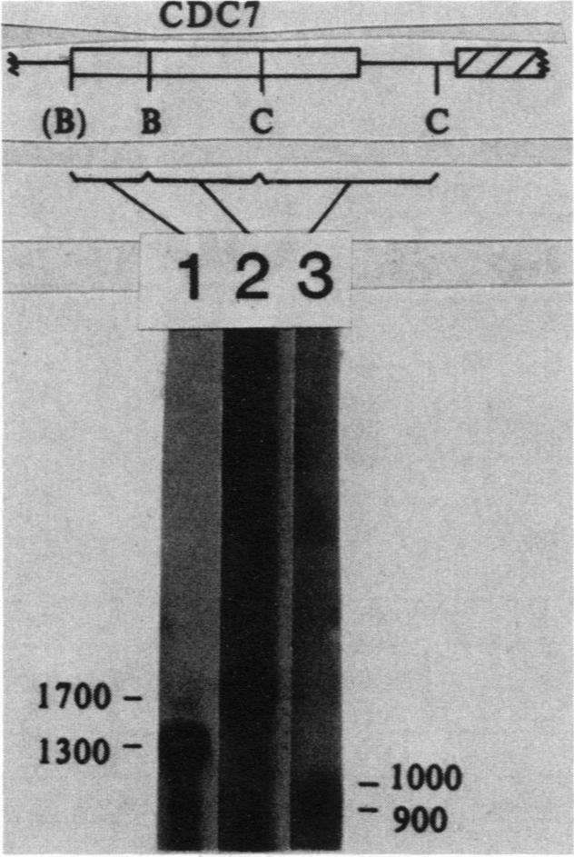 https://cdn.ncbi.nlm.nih.gov/pmc/blobs/1ed4/367685/0a25fab61235/molcellb00089-0241-a.jpg