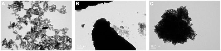 https://cdn.ncbi.nlm.nih.gov/pmc/blobs/1ed5/7201038/f24fb57a9a4e/fcimb-10-00180-g0001.jpg