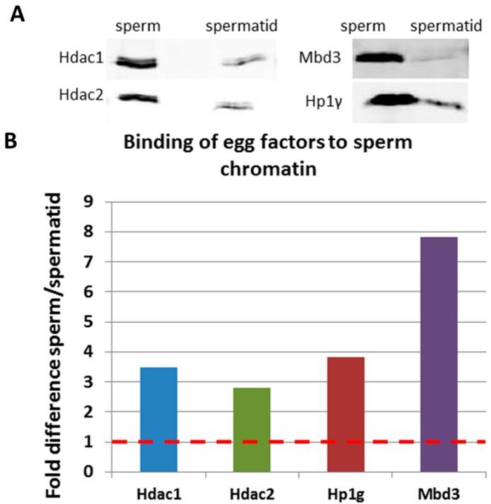 https://cdn.ncbi.nlm.nih.gov/pmc/blobs/1ed7/4200797/77e62901fb1b/ijms-15-16719-g007.jpg