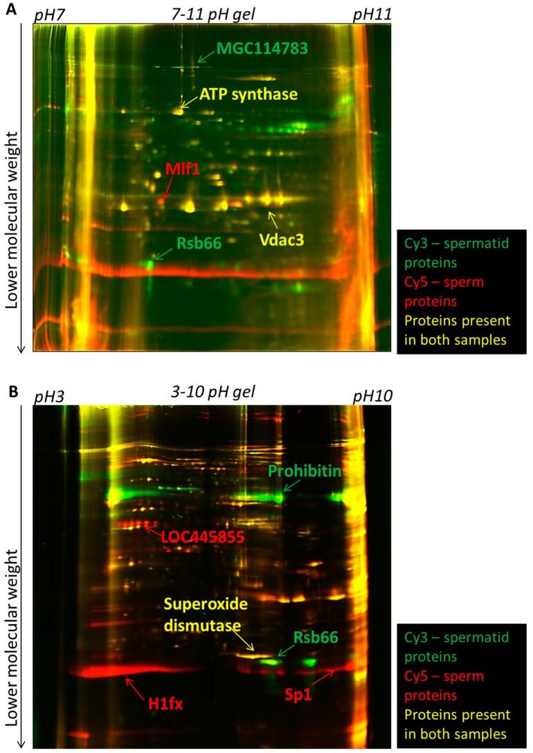 https://cdn.ncbi.nlm.nih.gov/pmc/blobs/1ed7/4200797/975bf079d53e/ijms-15-16719-g002.jpg