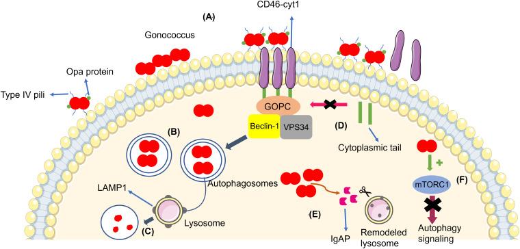https://cdn.ncbi.nlm.nih.gov/pmc/blobs/1ed9/7295977/3c633f85187d/fcell-08-00439-g001.jpg