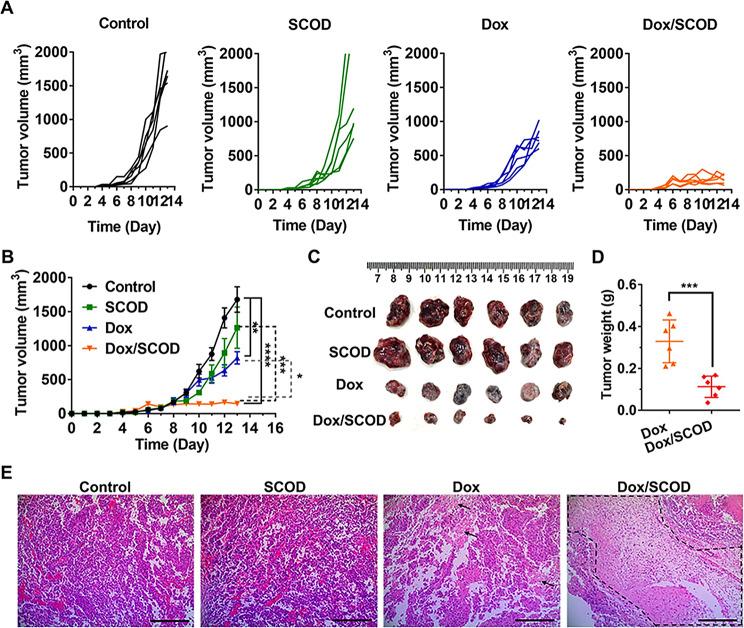 https://cdn.ncbi.nlm.nih.gov/pmc/blobs/1edb/11440768/c1e1e897256b/12967_2024_5490_Fig2_HTML.jpg