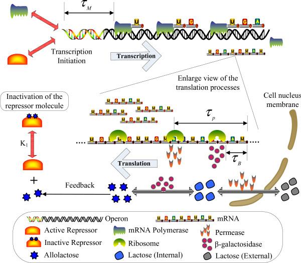 https://cdn.ncbi.nlm.nih.gov/pmc/blobs/1edb/2661895/0c3e6c8fa05e/1752-0509-2-103-5.jpg