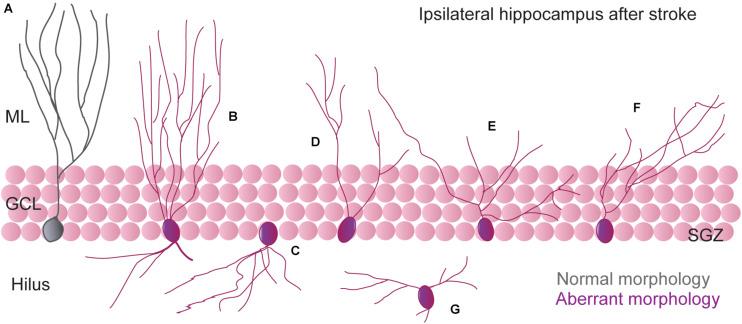 https://cdn.ncbi.nlm.nih.gov/pmc/blobs/1edb/8021779/68c08e373afc/fcell-09-657846-g001.jpg