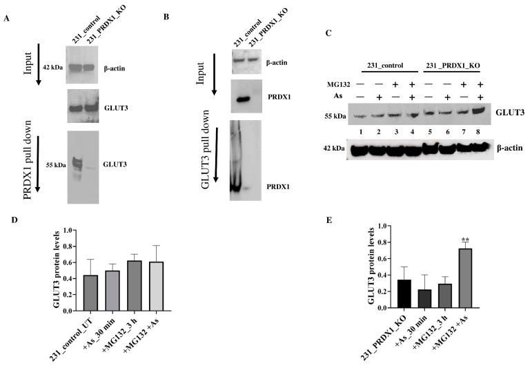 https://cdn.ncbi.nlm.nih.gov/pmc/blobs/1edc/10705171/323b35f5e8c9/cells-12-02682-g006.jpg