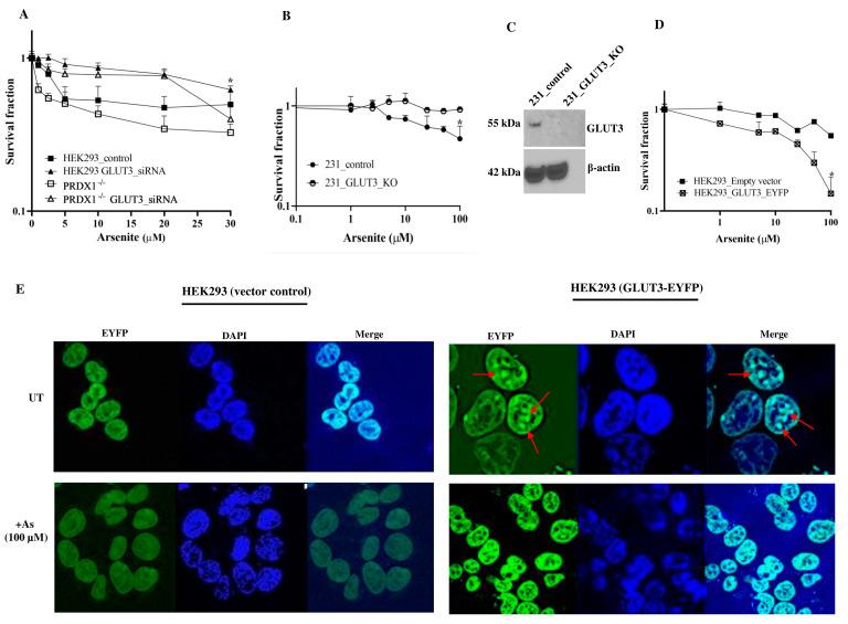 https://cdn.ncbi.nlm.nih.gov/pmc/blobs/1edc/10705171/9f4420c8cdcd/cells-12-02682-g003.jpg