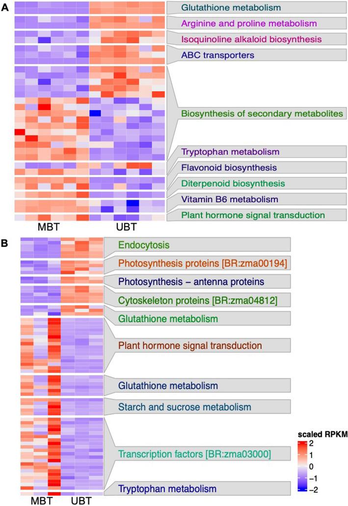 https://cdn.ncbi.nlm.nih.gov/pmc/blobs/1edd/12057285/613b6a0529af/12870_2025_6607_Fig4_HTML.jpg