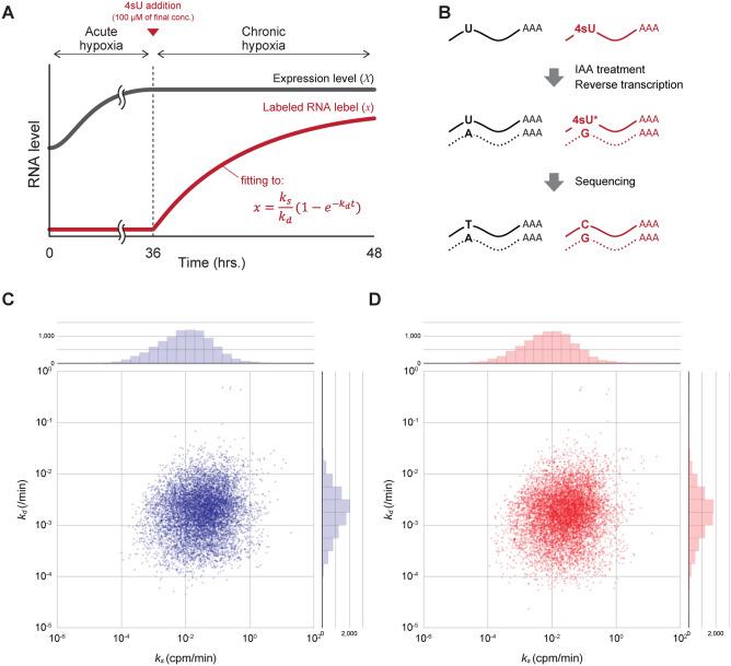 https://cdn.ncbi.nlm.nih.gov/pmc/blobs/1ee0/12006372/05bc88b1635b/41598_2025_91828_Fig1_HTML.jpg