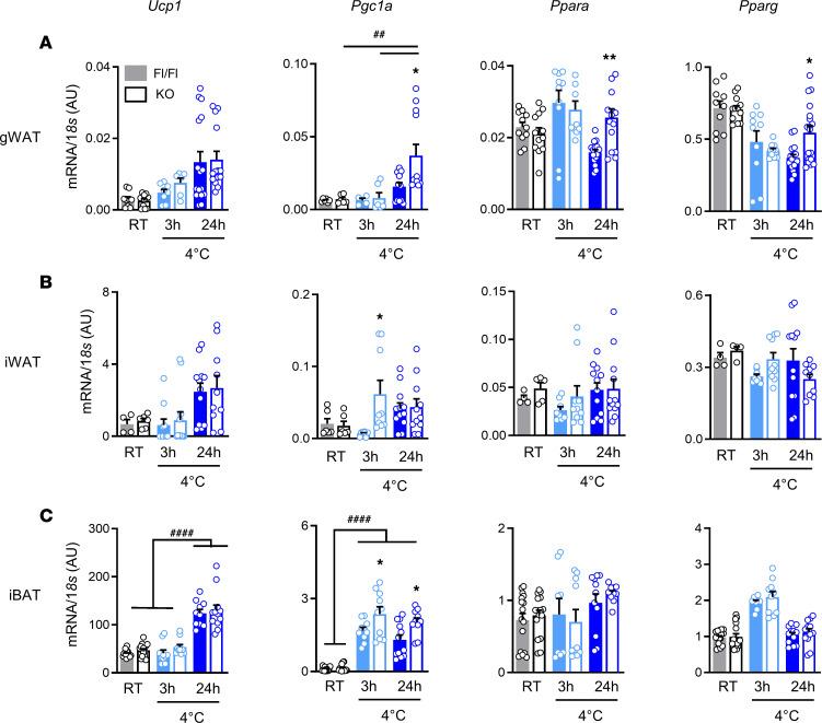 https://cdn.ncbi.nlm.nih.gov/pmc/blobs/1ee2/7819748/0c6381a0dc17/jciinsight-5-140294-g037.jpg