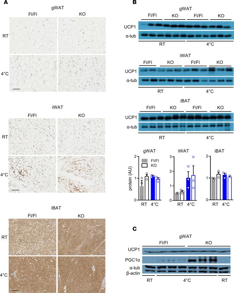 https://cdn.ncbi.nlm.nih.gov/pmc/blobs/1ee2/7819748/0cb50e34ad09/jciinsight-5-140294-g036.jpg