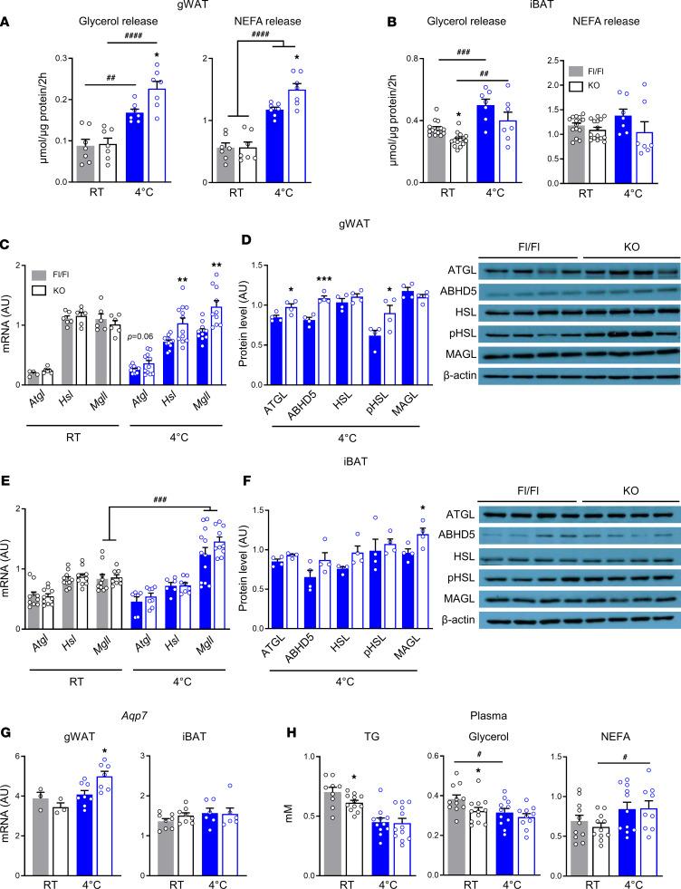 https://cdn.ncbi.nlm.nih.gov/pmc/blobs/1ee2/7819748/606e836608cf/jciinsight-5-140294-g038.jpg