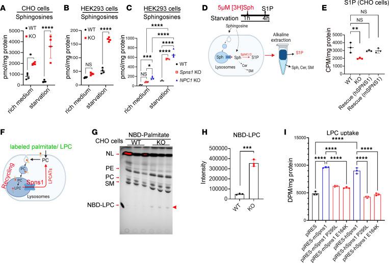 https://cdn.ncbi.nlm.nih.gov/pmc/blobs/1ee3/11141868/2d9d0f56b6db/jciinsight-9-175462-g104.jpg