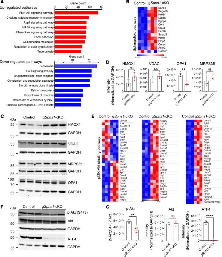 https://cdn.ncbi.nlm.nih.gov/pmc/blobs/1ee3/11141868/5d01cf61e090/jciinsight-9-175462-g106.jpg
