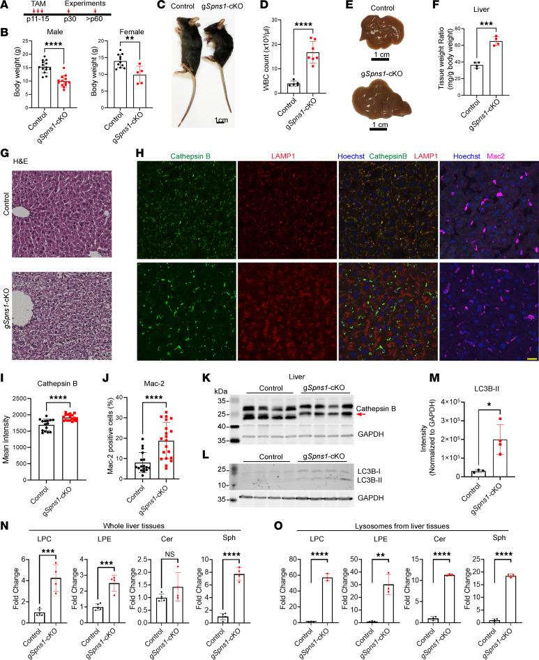 https://cdn.ncbi.nlm.nih.gov/pmc/blobs/1ee3/11141868/a98d63631d7d/jciinsight-9-175462-g105.jpg