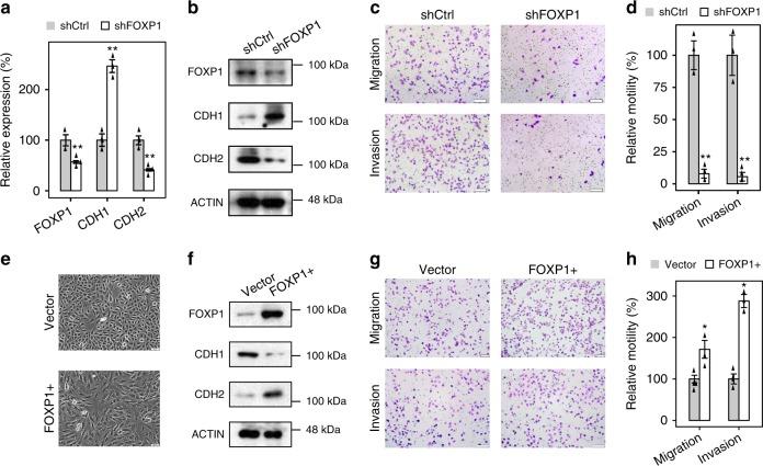 https://cdn.ncbi.nlm.nih.gov/pmc/blobs/1ee5/6456586/8f18e11e519c/41467_2019_9649_Fig1_HTML.jpg